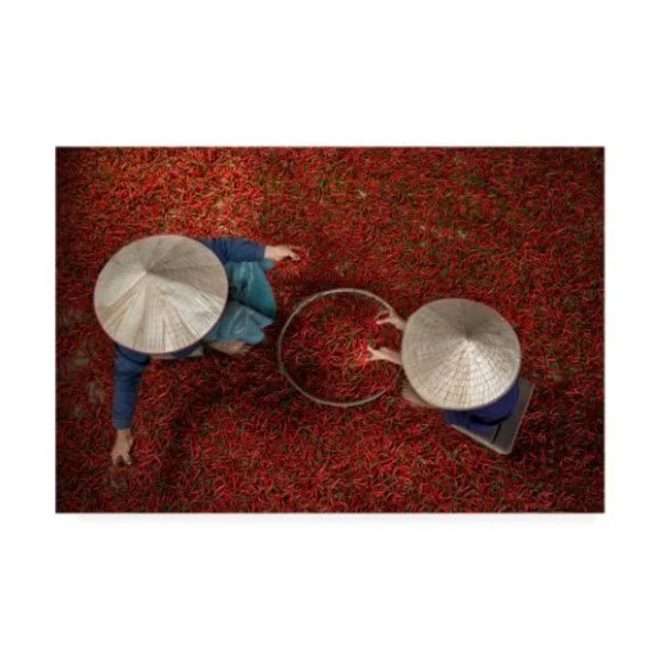 Sarawut Intarob 'Chili Sorting' Canvas Art, 12x19, Trademark Fine Art, Mfr#: 1X09558-C1219GG